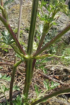 Seseli libanotis / Moon Carrot, D Karlstadt 16.6.2007