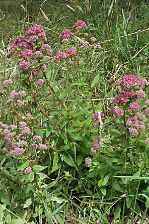 Hylotelephium vulgare \ Berg-Waldfetthenne, D Schwarzwald, Todtnau 18.8.2007