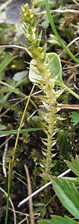 Selaginella selaginoides \ Dorniger Moosfarn / Lesser Clubmoss, D Schwarzwald/Black-Forest, Feldberg 18.8.2007