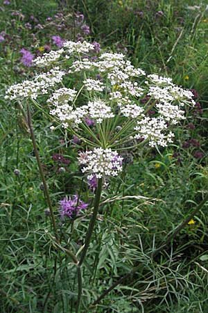 Seseli annuum \ Steppen-Bergfenchel / Seseli, D Hemsbach 12.7.2007