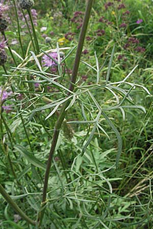 Seseli annuum \ Steppen-Bergfenchel / Seseli, D Hemsbach 12.7.2007