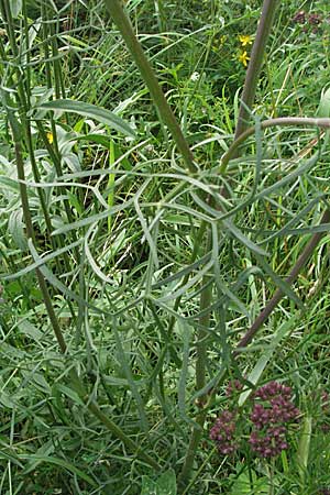 Seseli annuum \ Steppen-Bergfenchel / Seseli, D Hemsbach 12.7.2007