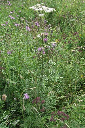 Seseli annuum \ Steppen-Bergfenchel / Seseli, D Hemsbach 12.7.2007