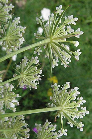 Seseli annuum \ Steppen-Bergfenchel / Seseli, D Hemsbach 12.7.2007