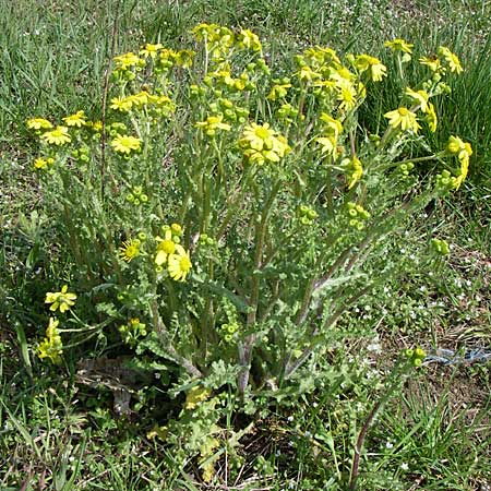 Senecio vernalis \ Frhlings-Greiskraut / Eastern Groundsel, D Oftersheim 12.4.2008