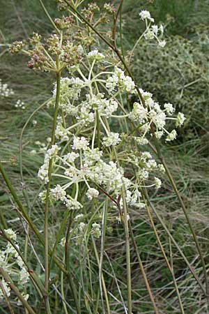 Seseli hippomarathrum \ Pferde-Sesel / Horse Fennel, D Sasbach am Kaiserstuhl 23.8.2008