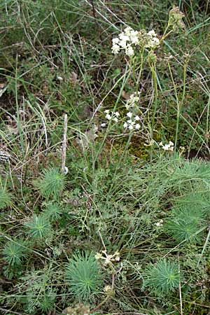 Seseli hippomarathrum \ Pferde-Sesel / Horse Fennel, D Sasbach am Kaiserstuhl 23.8.2008