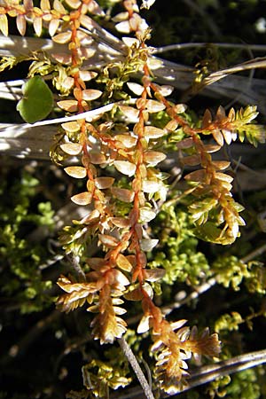 Selaginella helvetica / Swiss Clubmoss, D Hurlach 18.4.2009