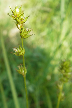 Carex spicata \ Stachel-Segge, Korkfrchtige Segge / Spicate Sedge, Prickly Sedge, D Darmstadt 10.5.2009