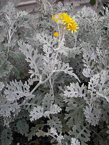 Senecio cineraria \ Aschen-Greiskraut, Silber-Greiskraut / Silver Ragwort, Dusty Miller, D Botan. Gar.  Universit.  Mainz 11.7.2009