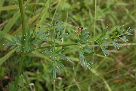 Selinum carvifolia \ Kmmelblttrige Silge / Cambridge Milk Parsley, D Pfalz, Speyer 22.7.2009