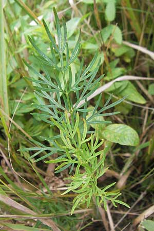 Selinum carvifolia \ Kmmelblttrige Silge, D Pfalz, Speyer 22.7.2009