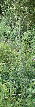 Senecio erucifolius \ Raukenblttriges Greiskraut, D Offenburg 27.7.2009