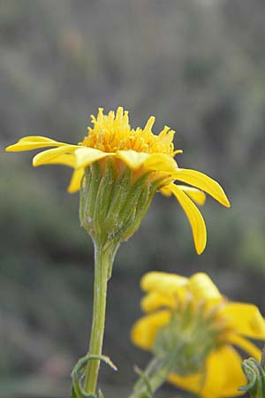 Senecio jacobaea \ Jakobs-Greiskraut, Jakobs-Kreuzkraut, D Groß-Gerau 31.8.2009