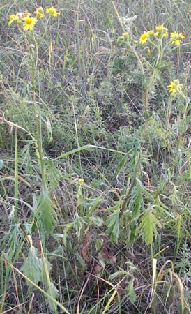 Senecio jacobaea \ Jakobs-Greiskraut, Jakobs-Kreuzkraut, D Groß-Gerau 31.8.2009