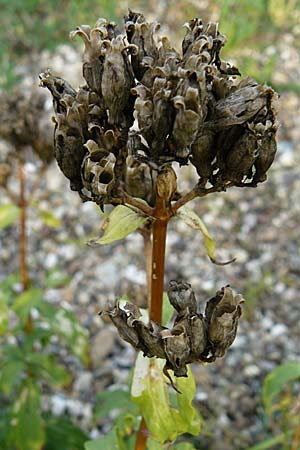 Saponaria officinalis \ Gemeines Seifenkraut, D Mannheim 18.9.2008