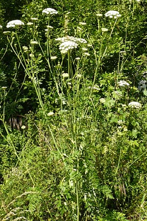 Seseli libanotis \ Heilwurz / Moon Carrot, D Weltenburg 13.6.2014