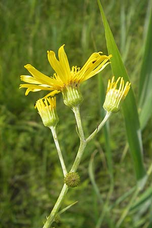 Senecio paludosus \ Sumpf-Greiskraut / Fen Ragwort, D Bodman 17.6.2011