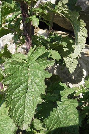 Senecio alpinus \ Alpen-Greiskraut, D Immenstadt 21.6.2011