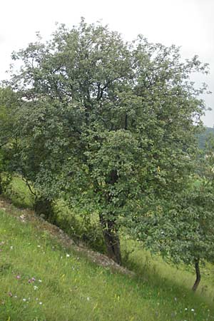 Sorbus eystettensis / Eichstaett Whitebeam, D Eichstätt 5.8.2011