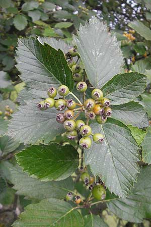 Sorbus eystettensis \ Eichsttter Mehlbeere / Eichstaett Whitebeam, D Eichstätt 5.8.2011