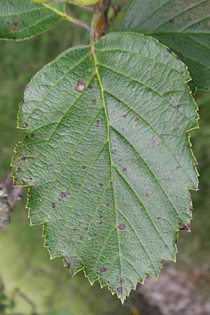 Sorbus eystettensis \ Eichsttter Mehlbeere / Eichstaett Whitebeam, D Eichstätt 5.8.2011