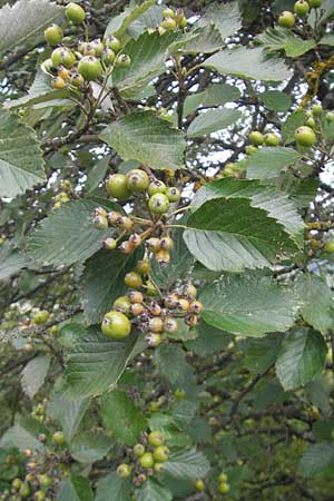 Sorbus eystettensis / Eichstaett Whitebeam, D Eichstätt 5.8.2011