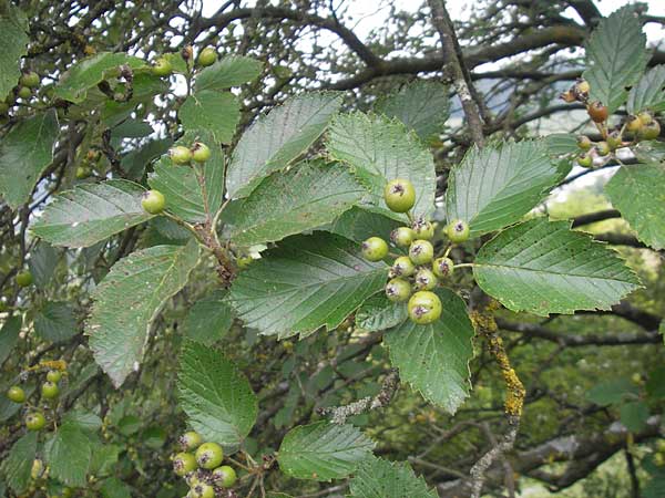 Sorbus eystettensis / Eichstaett Whitebeam, D Eichstätt 5.8.2011