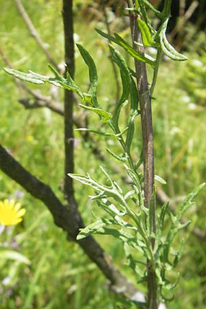 Senecio erucifolius \ Raukenblttriges Greiskraut, D Franken Arzlohe 6.8.2011