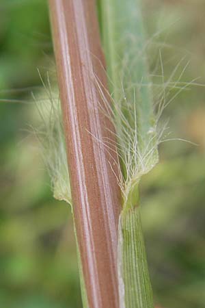 Setaria pumila \ Rote Borstenhirse, Fuchsrote Borstenhirse, D Kehl 28.7.2012