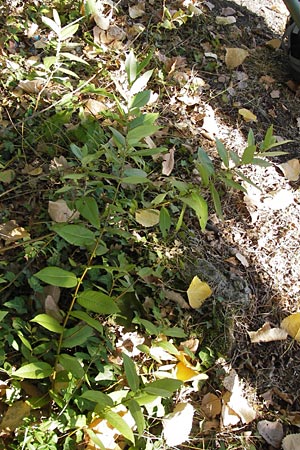 Salix eriocephala \ Herzblttrige Weide / Missouri River Willow, Yellow Willow, D Frankfurt-Niederrad 19.9.2012