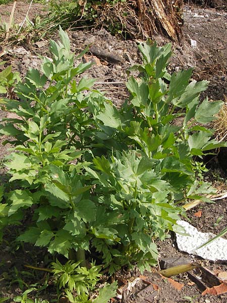 Apium graveolens var. rapaceum / Celery Root, D Ubstadt 22.6.2013