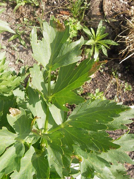 Apium graveolens var. rapaceum \ Knollen-Sellerie, Wurzel-Sellerie, D Ubstadt 22.6.2013