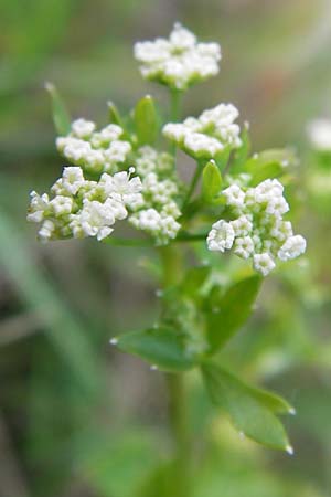 Apium graveolens \ Sellerie, D Ubstadt 5.7.2013