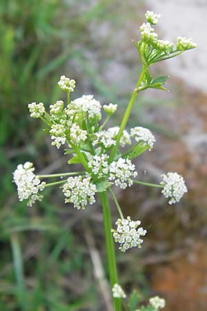 Apium graveolens \ Sellerie / Celery, D Ubstadt 5.7.2013