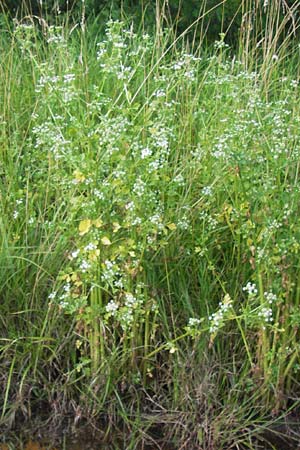 Apium graveolens \ Sellerie, D Ubstadt 5.7.2013