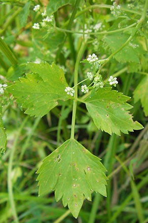 Apium graveolens \ Sellerie / Celery, D Ubstadt 5.7.2013