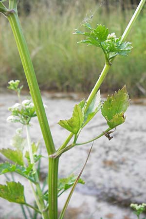 Apium graveolens \ Sellerie / Celery, D Ubstadt 5.7.2013