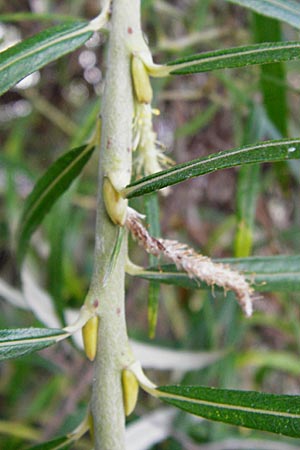 Salix viminalis / Common Osier, D Mannheim 2.10.2014