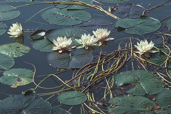 Nymphaea alba \ Weie Seerose, D Pfalz, Speyer 26.6.1995