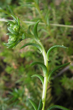 Sedum forsterianum / Rock Stonecrop, Welsh Stonecrop, D Idar-Oberstein 14.5.2011