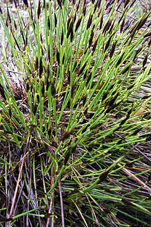 Schoenus ferrugineus \ Rostrote Kopfbinse / Brown Bog-Rush, D Günzburg 18.4.2009