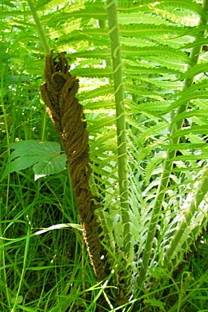 Matteuccia struthiopteris \ Strau-Farn / Ostrich Fern, D Odenwald, Langenthal 18.5.2009