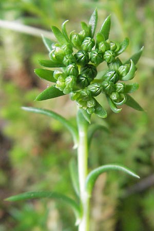 Sedum forsterianum \ Zierliche Felsen-Fetthenne, D Idar-Oberstein 14.5.2011