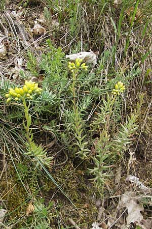 Sedum forsterianum \ Zierliche Felsen-Fetthenne / Rock Stonecrop, Welsh Stonecrop, D Idar-Oberstein 25.6.2011