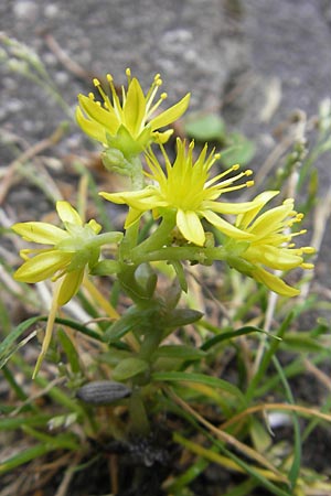 Sedum forsterianum \ Zierliche Felsen-Fetthenne / Rock Stonecrop, Welsh Stonecrop, D Idar-Oberstein 10.7.2011