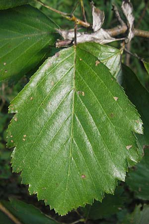 Sorbus franconica \ Frnkische Mehlbeere / Franconian Whitebeam, D Franken/Franconia Ebermannstadt 6.8.2011