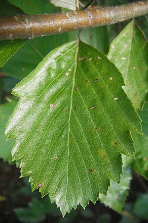 Sorbus franconica \ Frnkische Mehlbeere / Franconian Whitebeam, D Franken/Franconia Ebermannstadt 6.8.2011