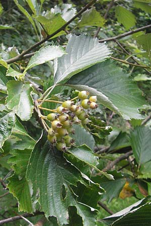 Sorbus franconica \ Frnkische Mehlbeere / Franconian Whitebeam, D Franken/Franconia Ebermannstadt 6.8.2011