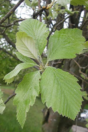 Sorbus fischeri \ Ries-Mehlbeere / Ries Whitebeam, D Harburg in Schwaben 6.5.2012